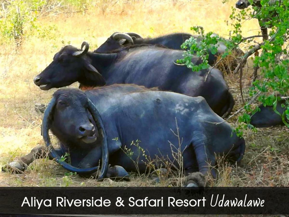 Aliya Riverside & Safari Resort Udawalawe Eksteriør billede